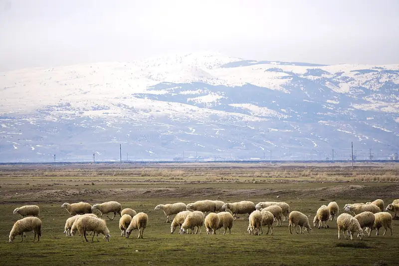 Bolvadin