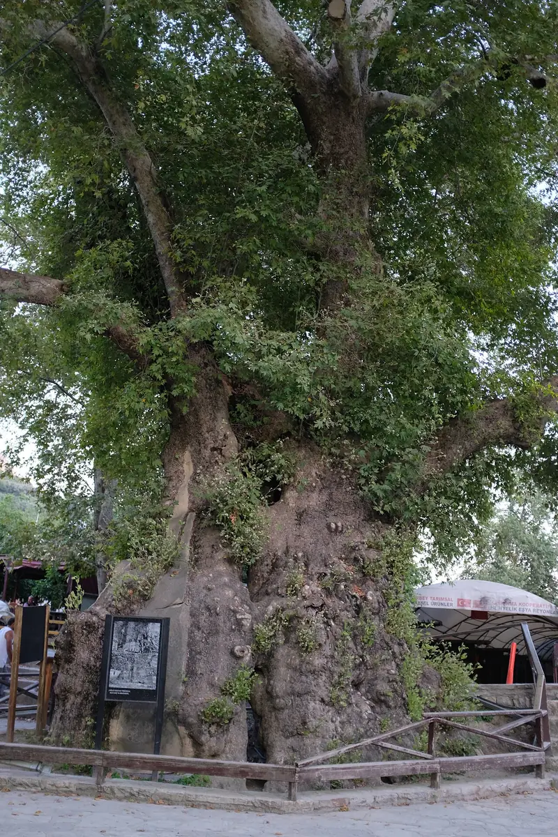 Musa Ağacı (Hıdırbey)