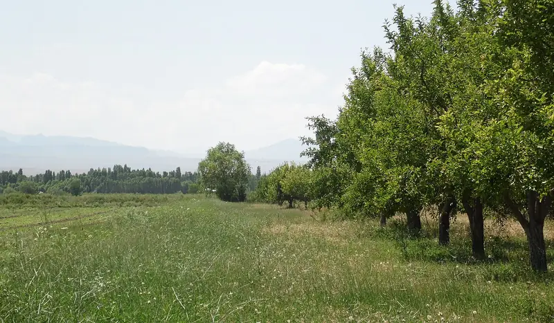 Iğdır Ovası Kayısı Bahçeleri ve Yaycı
