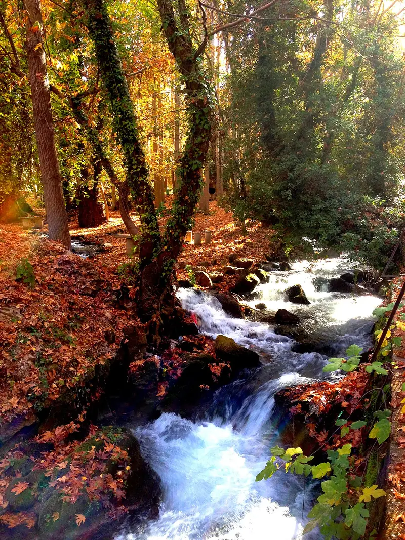 Zeyve Pazarı