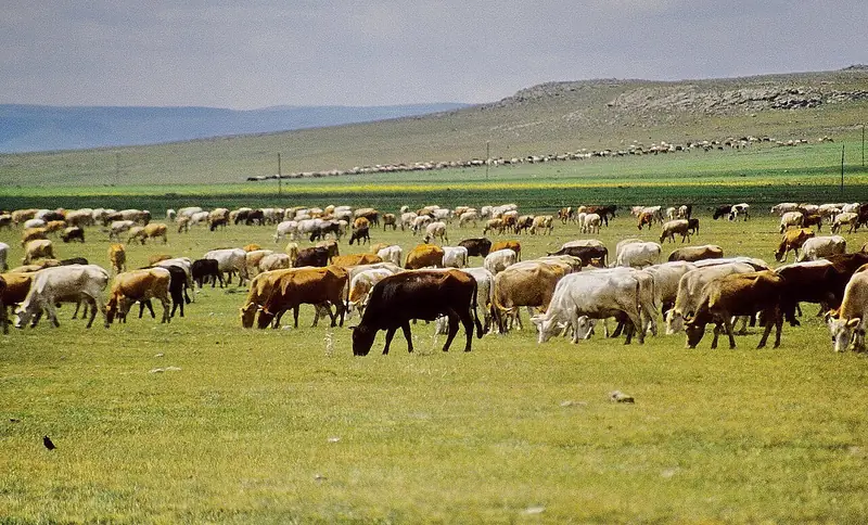 Boğatepe Köyü ve Ekomüze Zavot