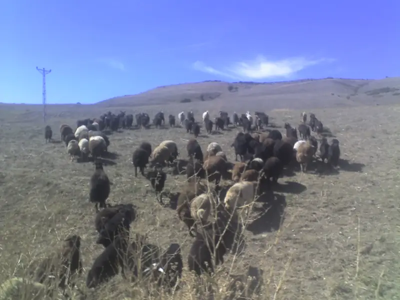 Bulanık (101 km)