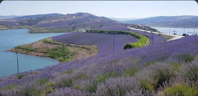 Çekerek Lavanta Adası